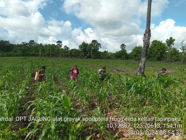 DISTANPAN Kabupaten Kupang Gerak Cepat Lakukan GERDAL OPT, Basmi Ulat Grayak Tanaman Jagung Di Desa Baumata Utara 