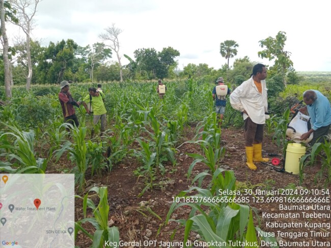 DISTANPAN Kabupaten Kupang Gerak Cepat Lakukan GERDAL OPT, Basmi Ulat Grayak Tanaman Jagung Di Desa Baumata Utara 