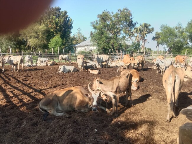 Warga Kelurahan Naibonat Keluhkan Aroma Limbah Kotoran Sapi. Minta Ditertibkan!