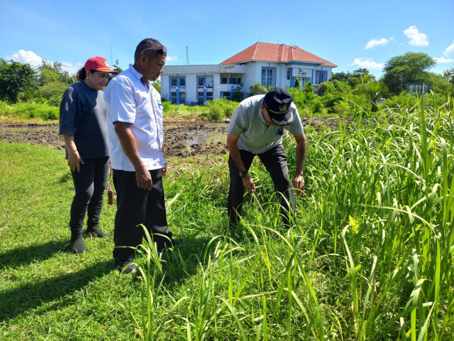 Civic Center Oelamasi Bersolek! Sambut Kedatangan Bupati Dan Wakil Bupati Kupang