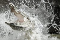 Foto: ilustrasi buaya (red) 