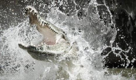 Foto: ilustrasi buaya (red) 