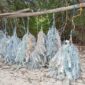 Foto: Tali tempat pengikat bibit rumput laut yang telah ditarik dari laut dibiarkan tergantung di lokasi. (dok:AtlasNews) 