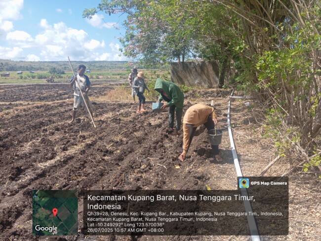 Dukung Program Pemerintah, TPK Ketahanan Pangan di Desa Manulai 1 Galakkan Tanam Jagung