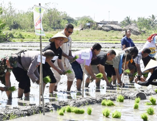 Pemda Kabupaten Kupang Siap Hadirkan Benih Padi Sri Dewi Bagi Petani. Gandeng PT Bisi dan Wahana Visi Indonesia