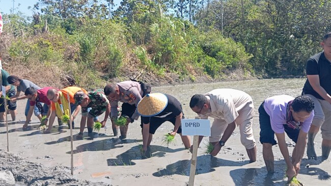 Masuki Musim Tanam 2, Bupati Yosef Lede Lakukan Tanam Simbolis Padi Sri Dewi di Kelurahan Babau
