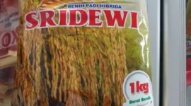 Foto: Benih padi Sri Dewi