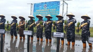 Perkuat Kemandirian Pangan, Kodaeral VII TNI AL Gelar Penanaman Padi Di Desa Oebelo