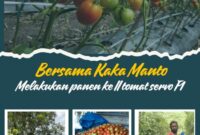 Foto: Petani Tomat Desa Oebelo.