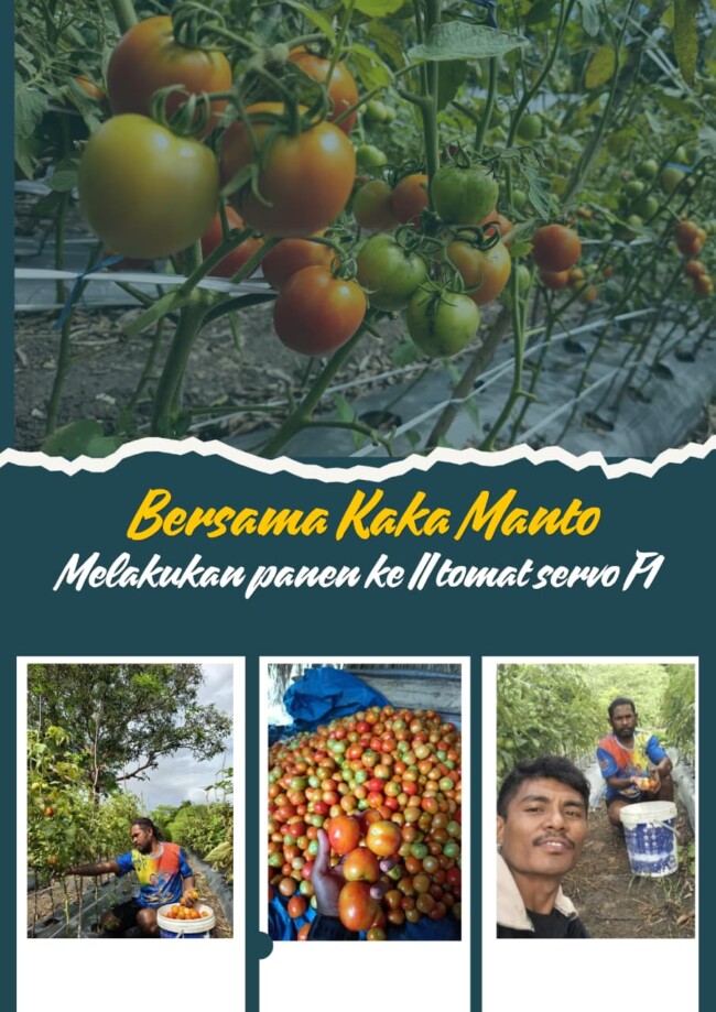 Foto: Petani Tomat Desa Oebelo.
