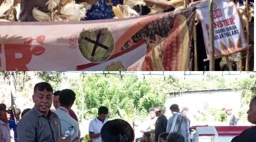 Sinergi Bangun Sektor Pertanian: Absalom Buy Pantau Panen Jagung 20 Ton di Boneana