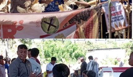 Sinergi Bangun Sektor Pertanian: Absalom Buy Pantau Panen Jagung 20 Ton di Boneana