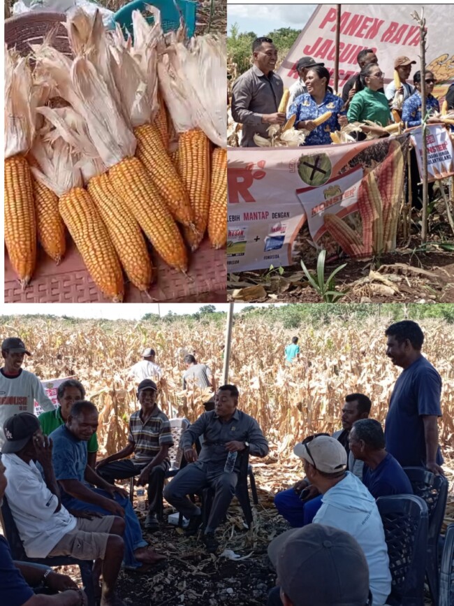 Sinergi Bangun Sektor Pertanian: Absalom Buy Pantau Panen Jagung 20 Ton di Boneana