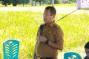 Foto: Bupati Kupang, Yosef Lede, SH., saat memberikan sambutan dalam kegiatan panen raya padi di Desa Tunfeu.