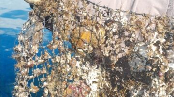 Tumpahan Oli dan Solar di Perairan Bolok Libas Pesisir Kupang Barat, Produksi Mutiara PT TOM Terancam