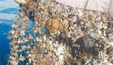Tumpahan Oli dan Solar di Perairan Bolok Libas Pesisir Kupang Barat, Produksi Mutiara PT TOM Terancam