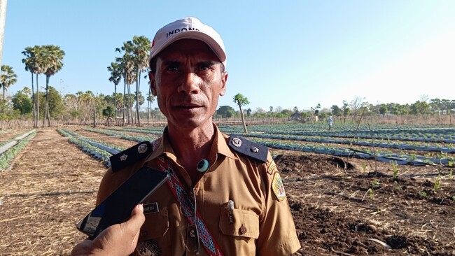 Bupati Yosef Lede Jawab Keluhan Petani Desa Nitneo, Salurkan 2 Ton Pupuk Hingga Janjikan Alsintan
